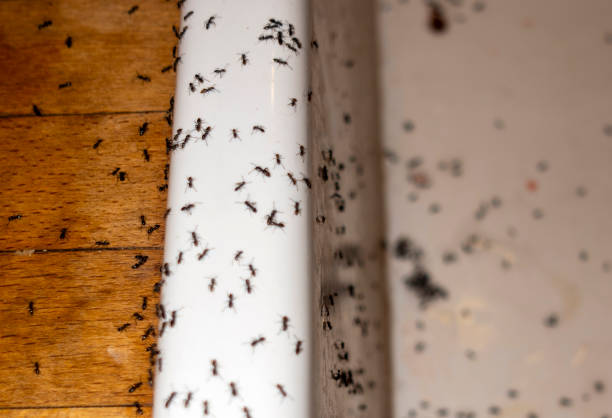 Best Pest Control for Homes  in Whitehall, WI