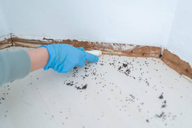 Best Rat Extermination Near Me  in Whitehall, WI
